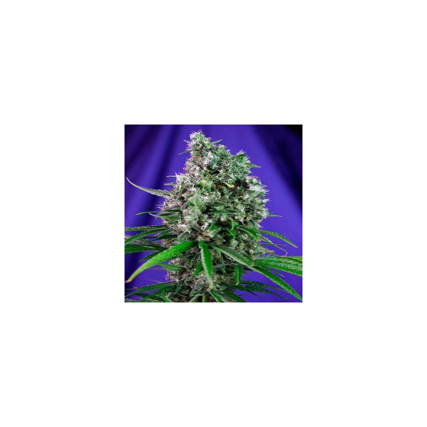 Sweet Trainwreck Autofloreciente Feminizada de Sweet Seeds