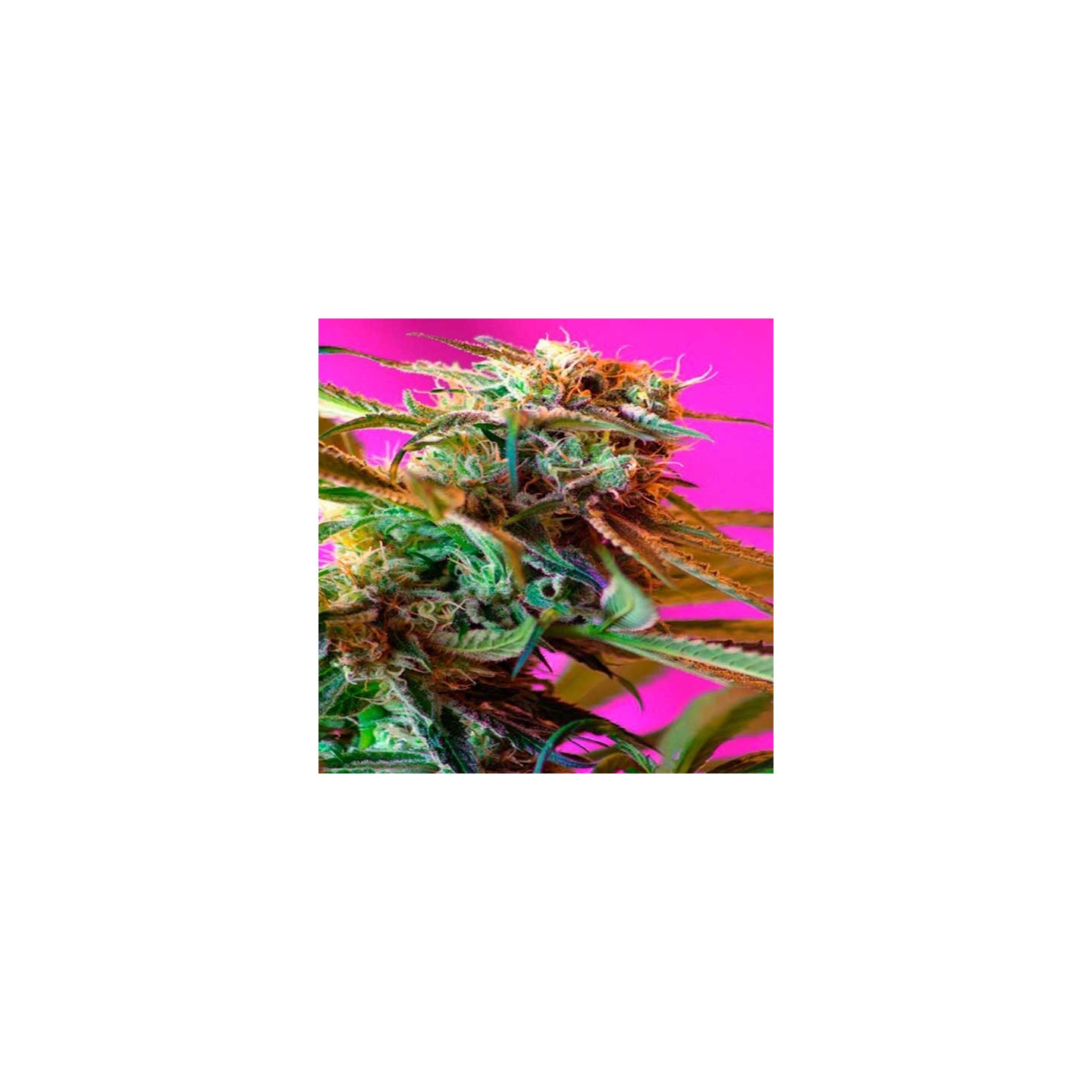 Wild Rose Feminizada de Sweet Seeds
