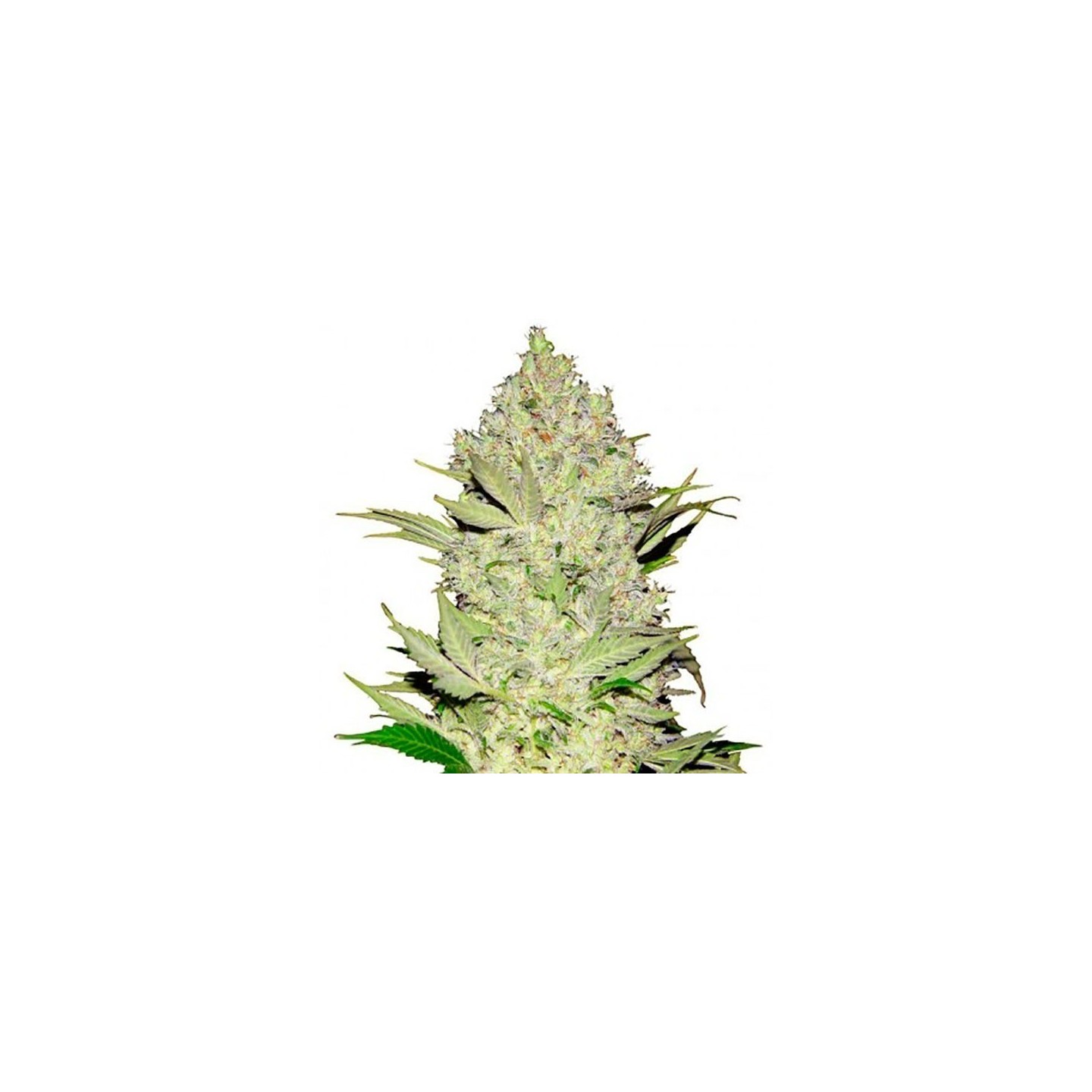 Chronical Feminizada de Bulk Seeds Bank