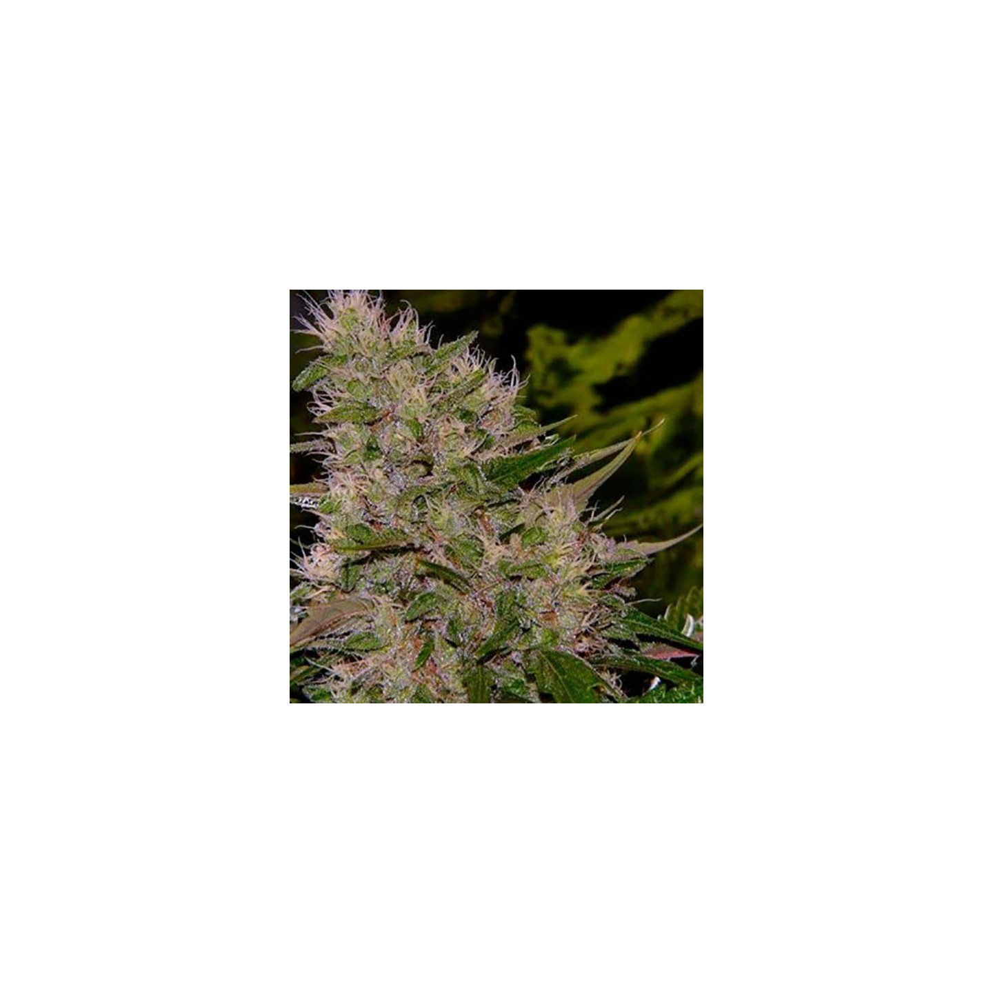 Critical Mass Feminizada de Bulk Seeds Bank
