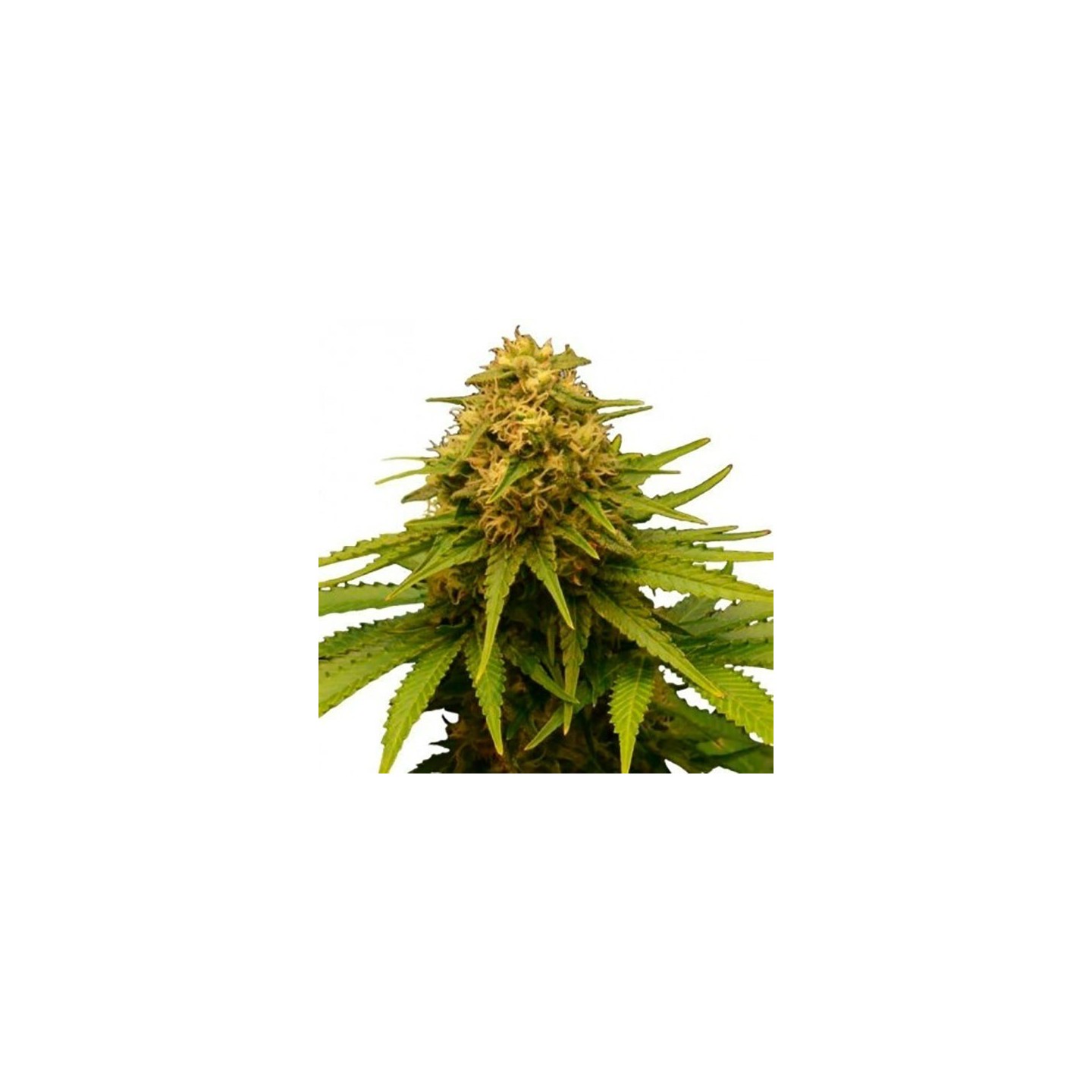 Critical Feminizada de Bulk Seeds Bank