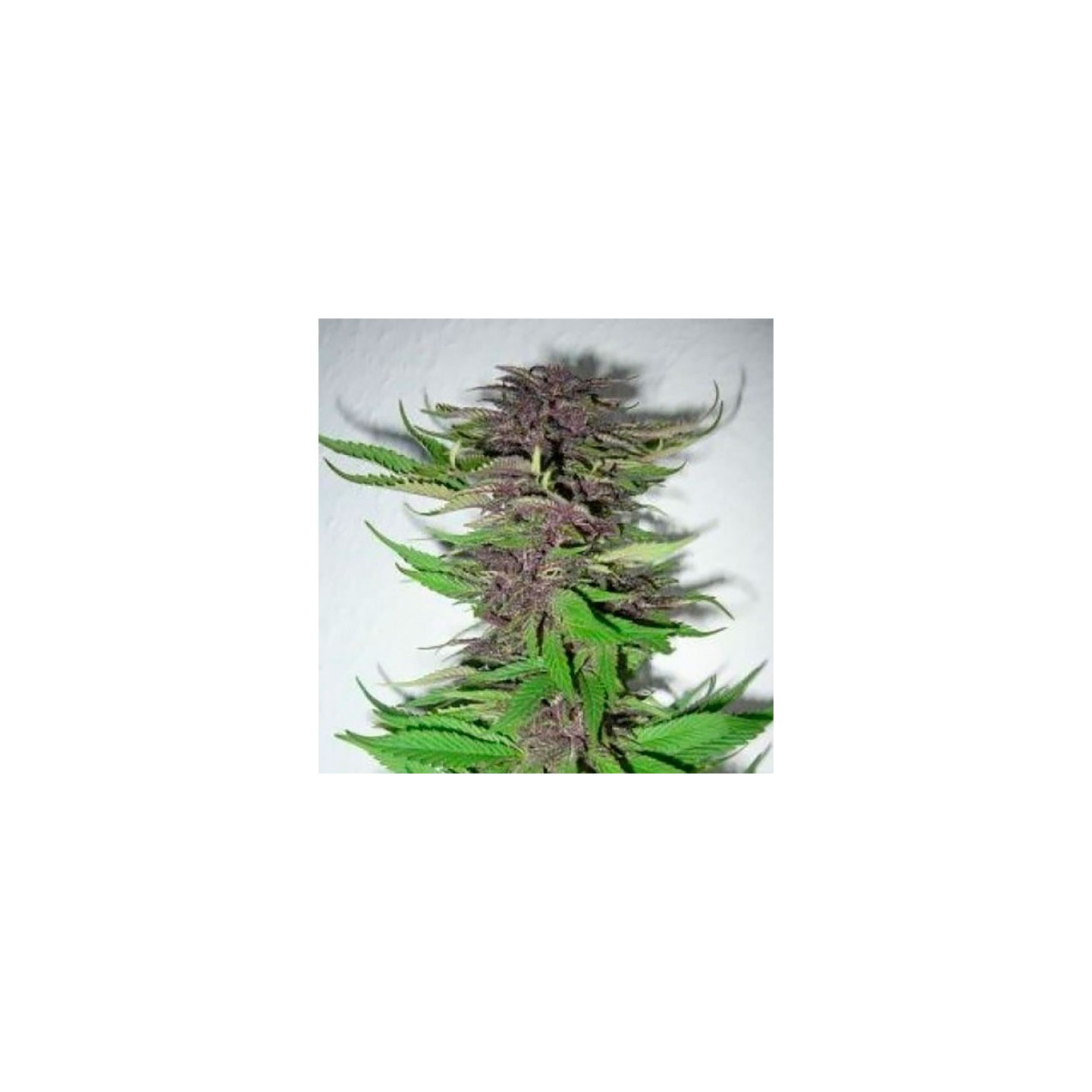 Dubai Poison Feminizada de Bulk Seeds Bank