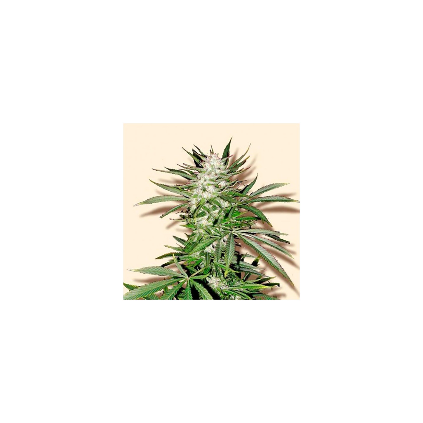 Early Top Skunk Feminizada de Bulk Seeds Bank