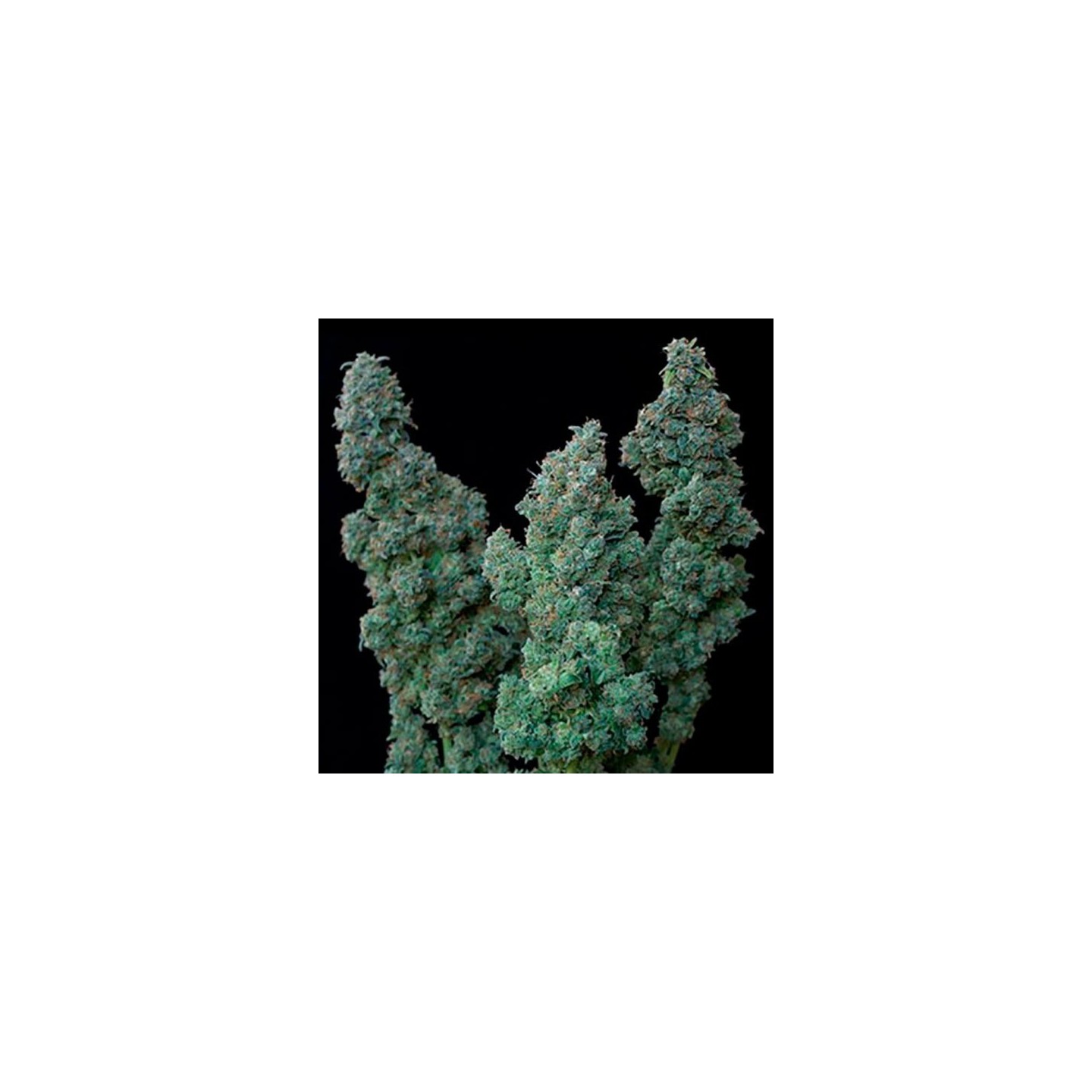 Euforia Special Feminizada de Bulk Seeds Bank