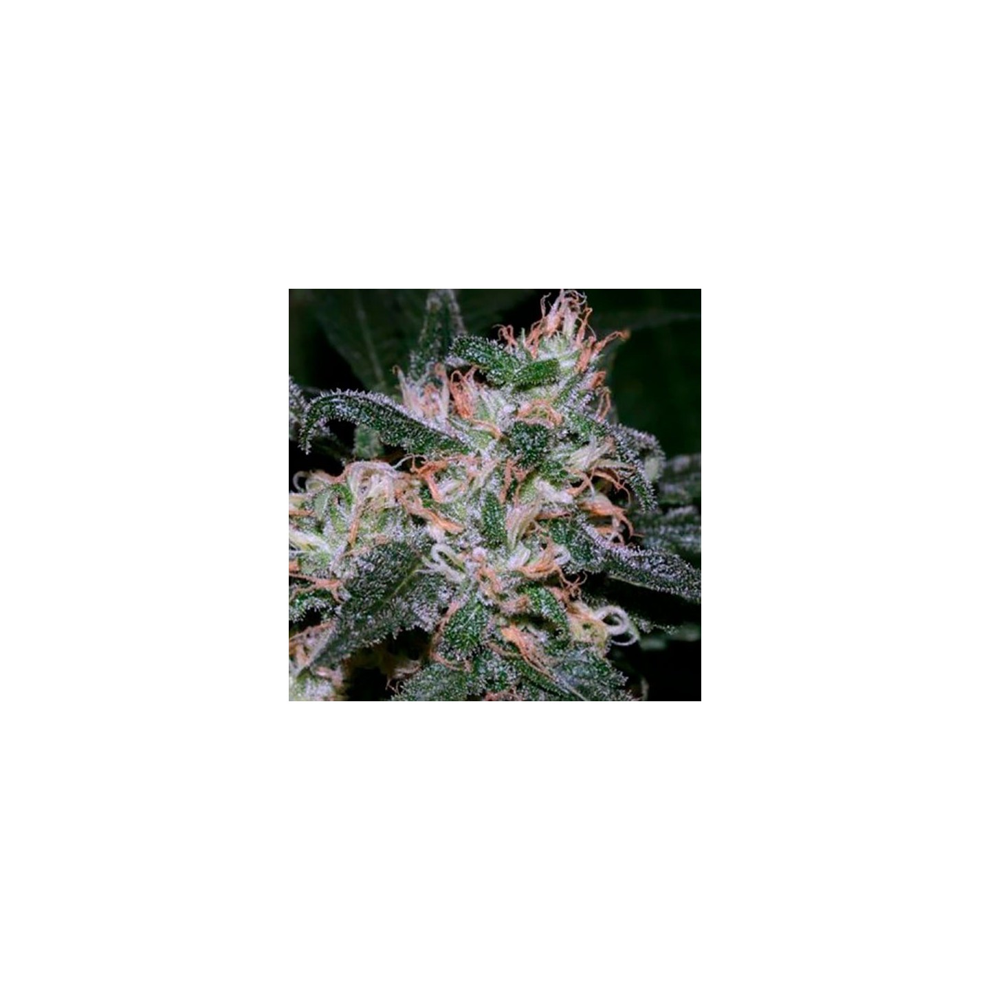 Grapefruit Feminizada de Bulk Seeds Bank