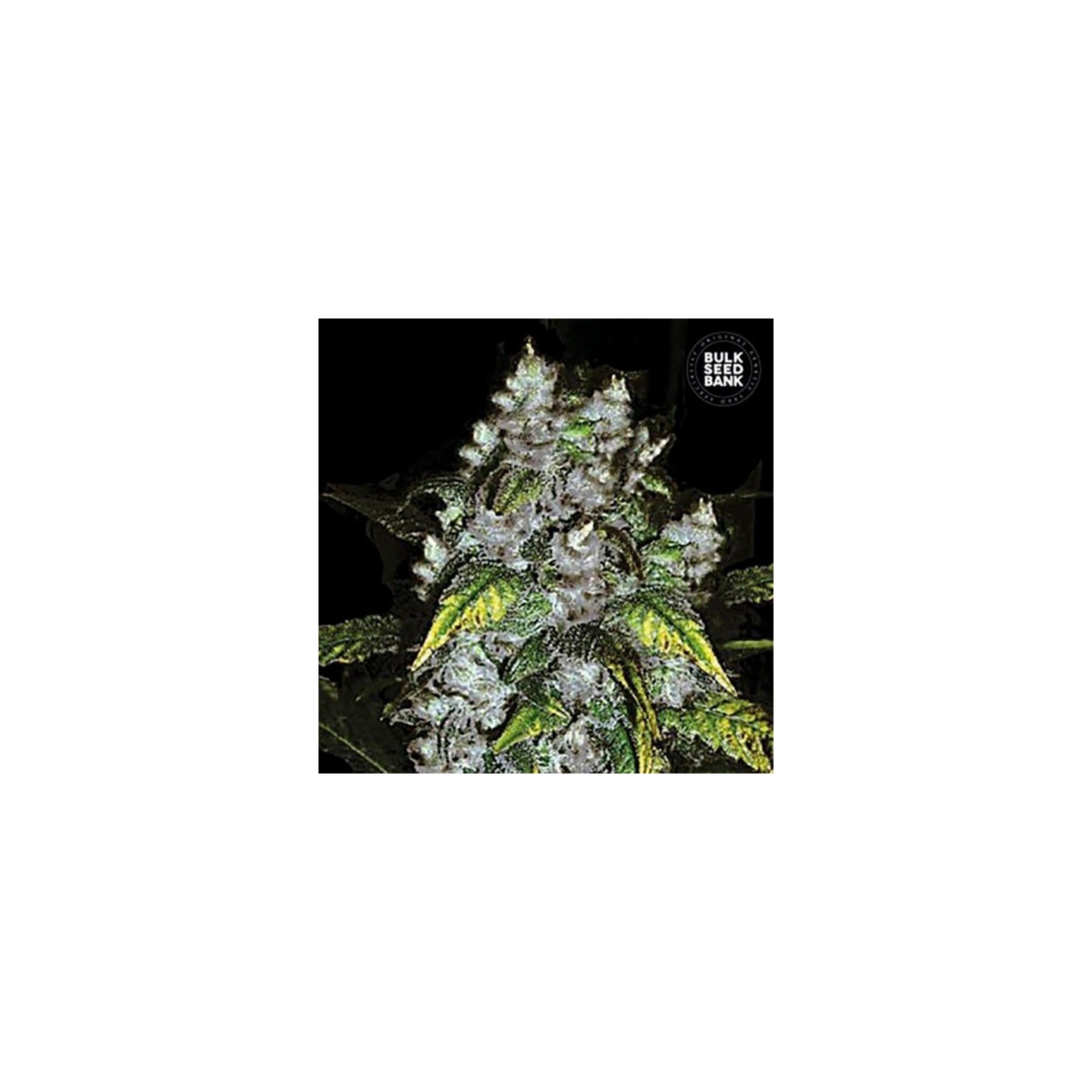 Good Wild Shark Feminizada de Bulk Seeds Bank