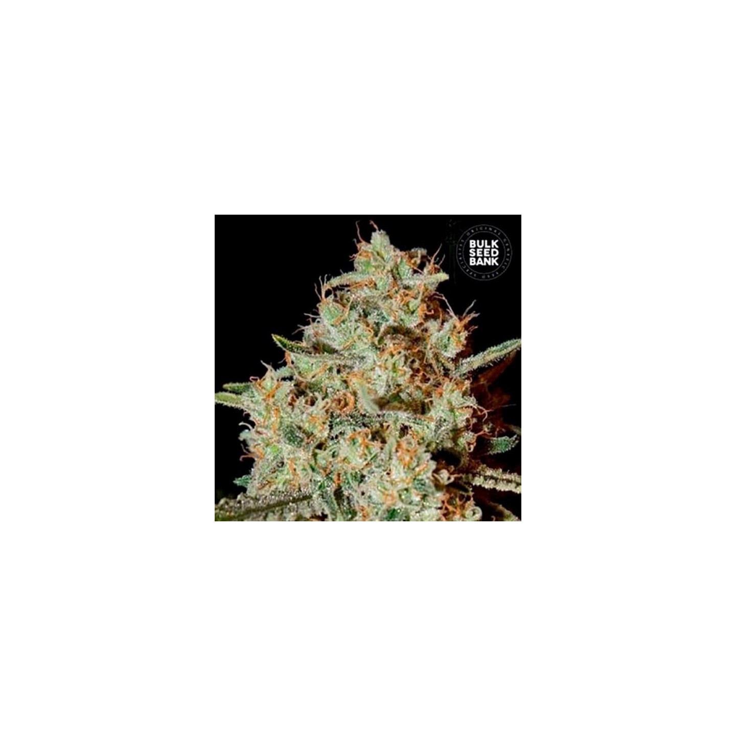 Nepal Gold Feminizada de Bulk Seeds Bank