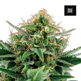 Jack Hair Feminizada de Bulk Seeds Bank