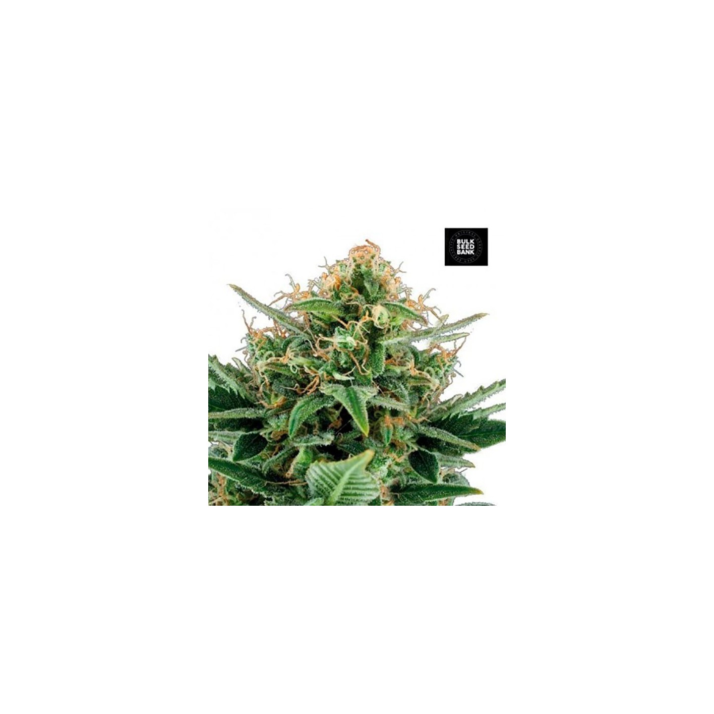 Jack Hair Feminizada de Bulk Seeds Bank