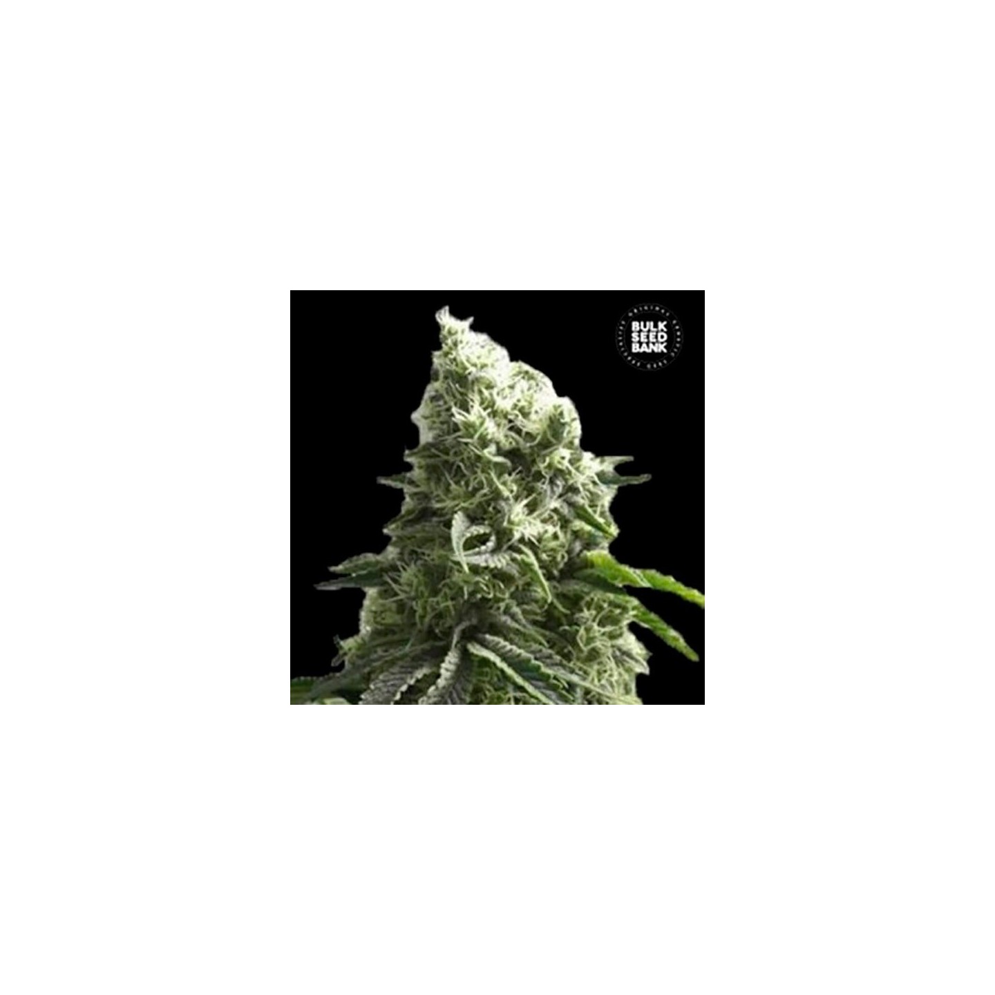 K 2 Feminizada de Bulk Seeds Bank
