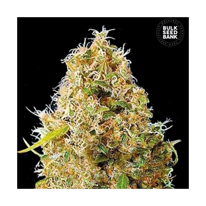 Kali's Mistery Feminizada de Bulk Seeds Bank