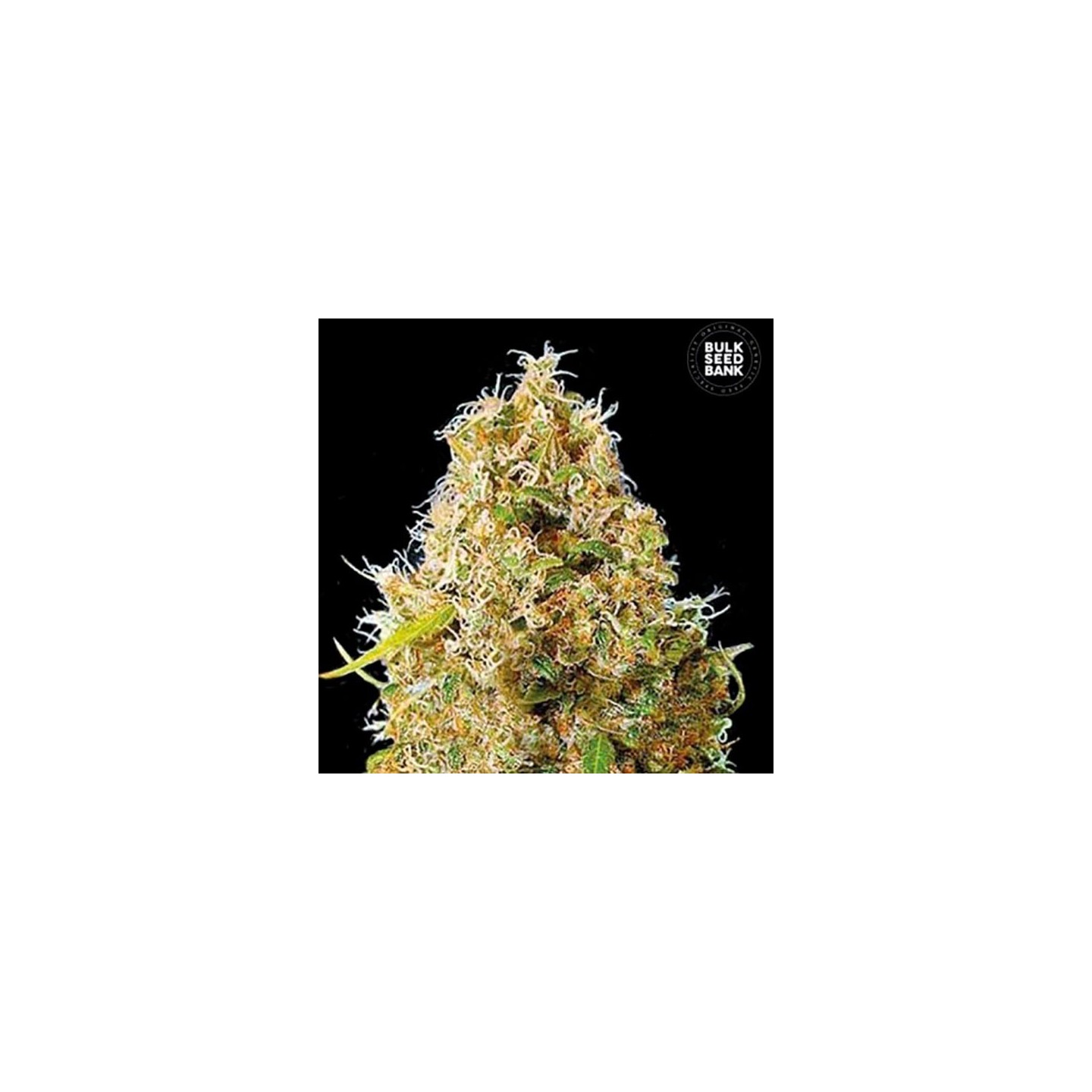 Kali's Mistery Feminizada de Bulk Seeds Bank