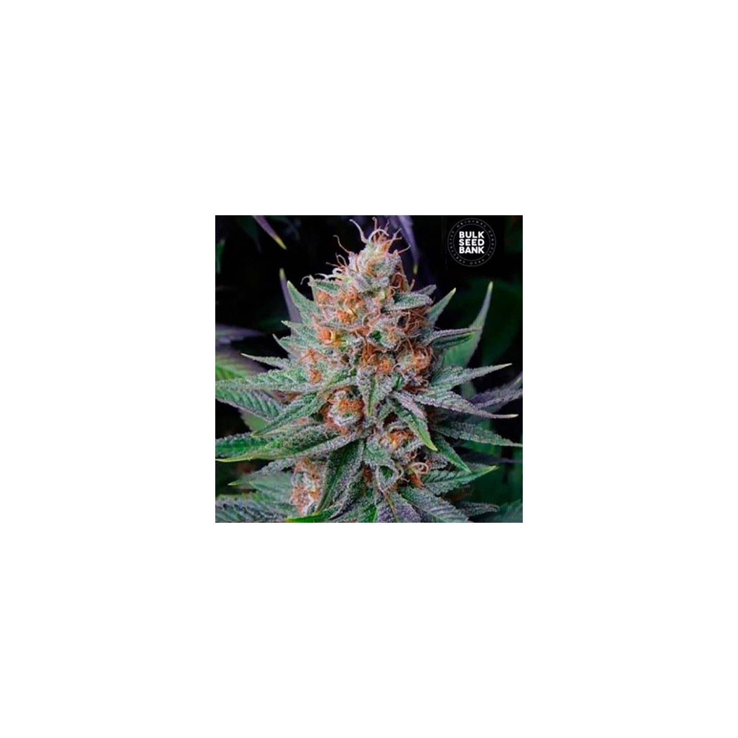 Lavender Feminizada de Bulk Seeds Bank