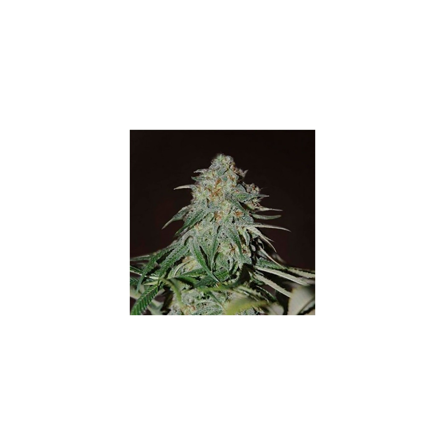 Psychdelic Feminizada de Bulk Seeds Bank