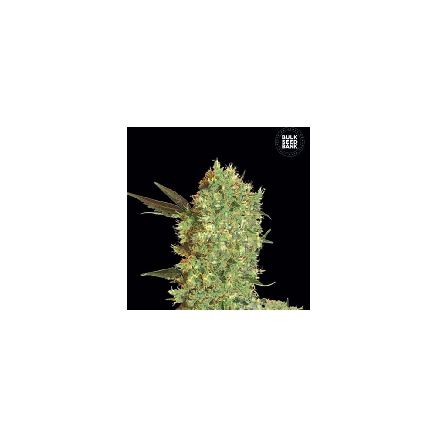 Marley's Bud Feminizada de Bulk Seeds Bank