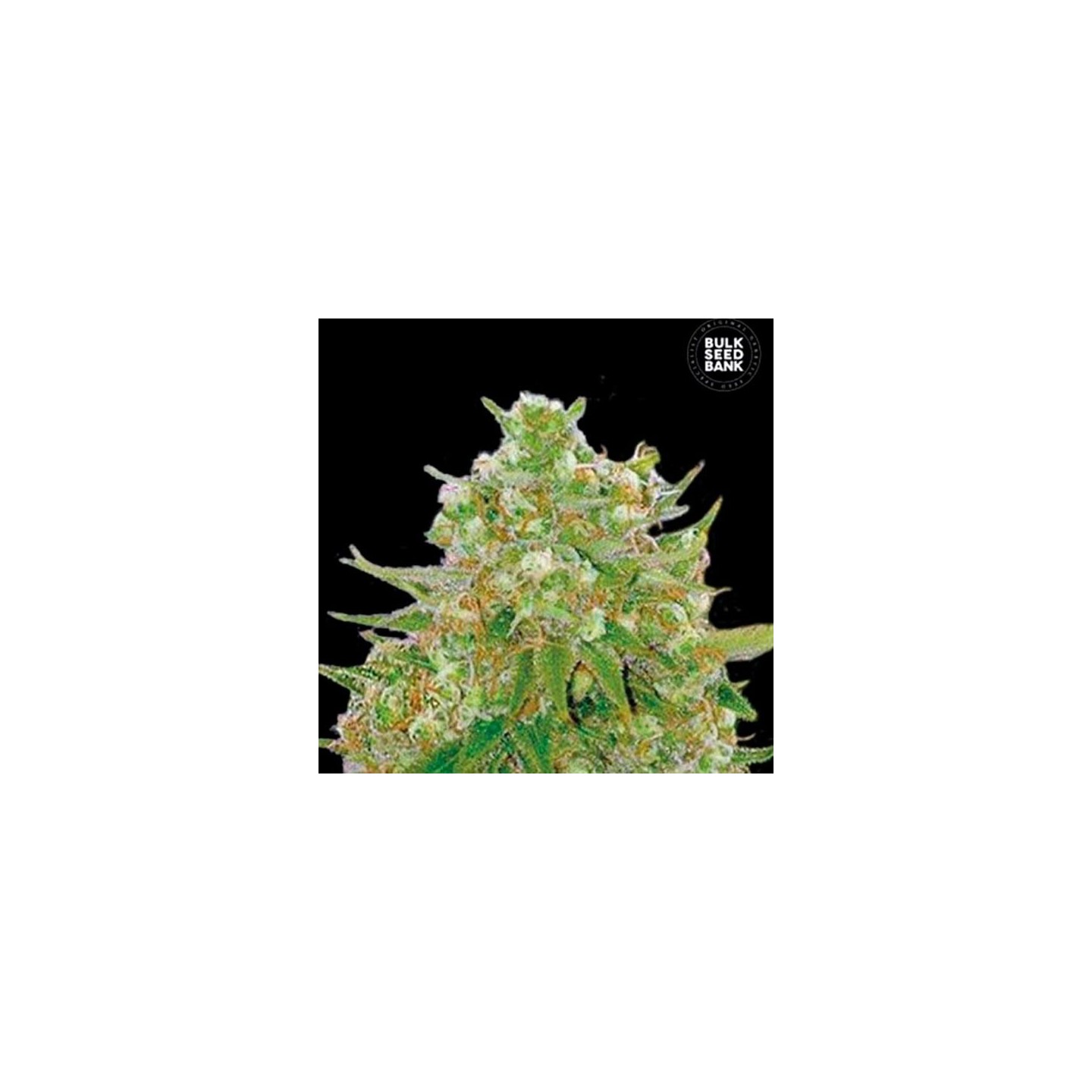 Master Kush Feminizada de Bulk Seeds Bank