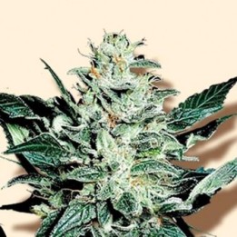 Mazar Feminizada de Bulk Seeds Bank