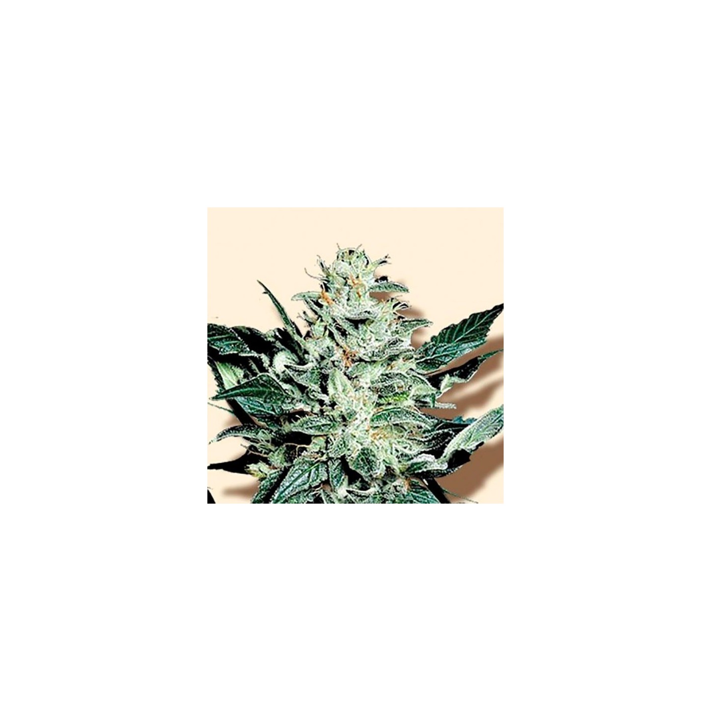 Mazar Feminizada de Bulk Seeds Bank