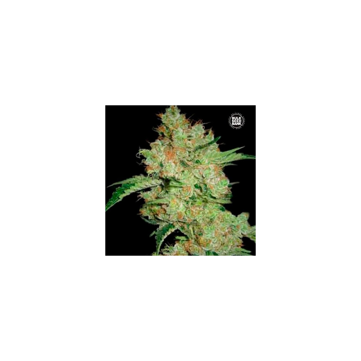 Moby Big Feminizada de Bulk Seeds Bank