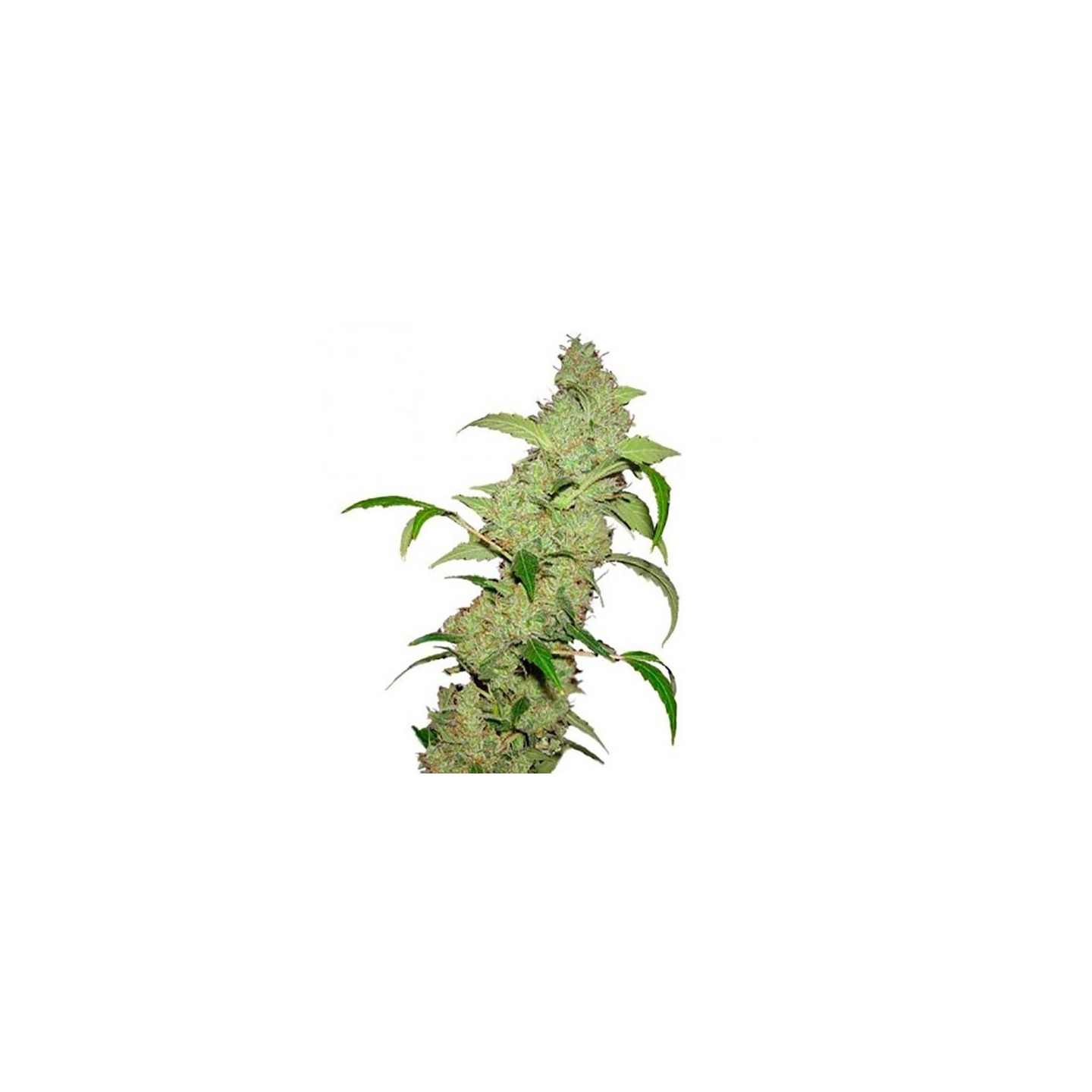 Neville's Haze Feminizada de Bulk Seeds Bank