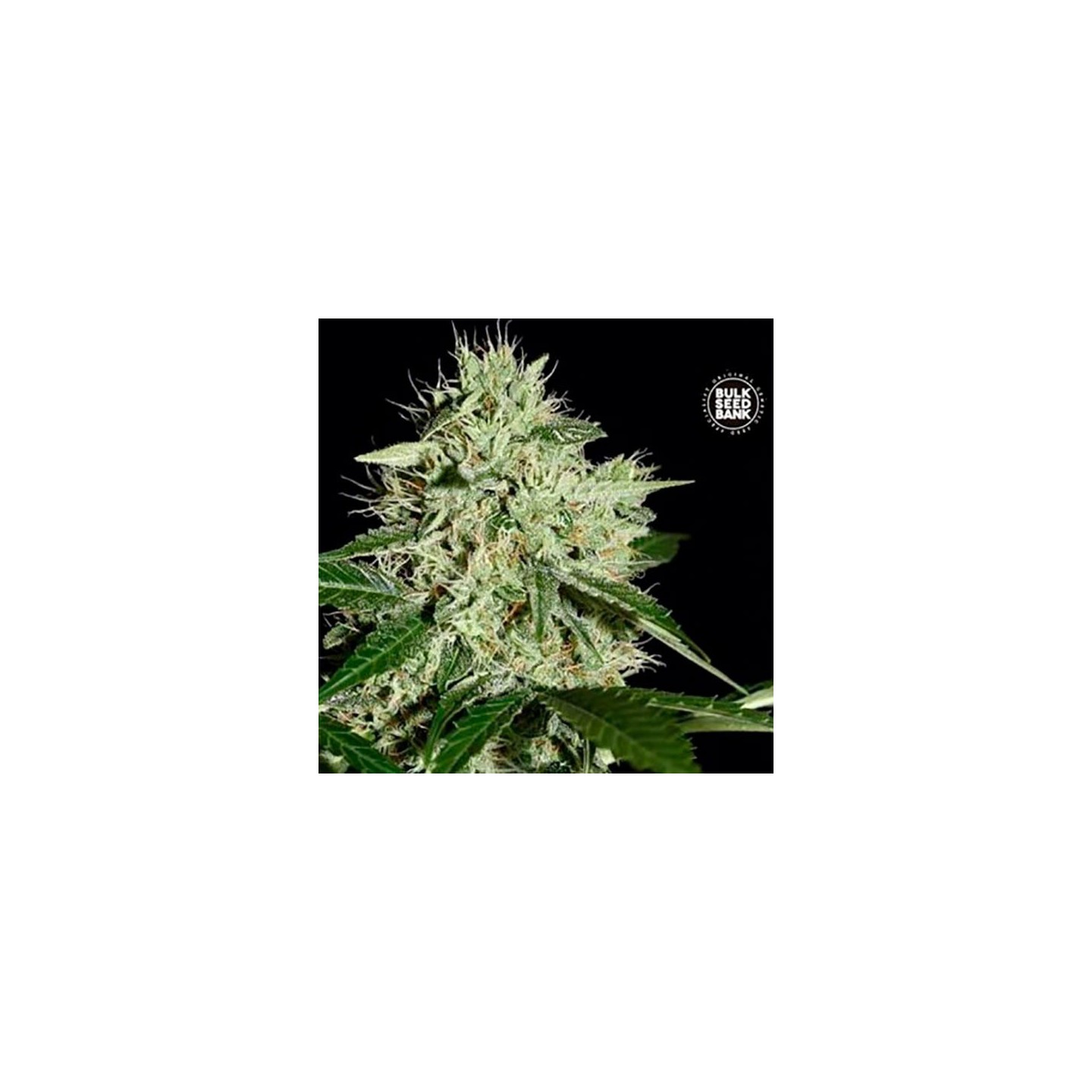 Northern Light Feminizada de Bulk Seeds Bank