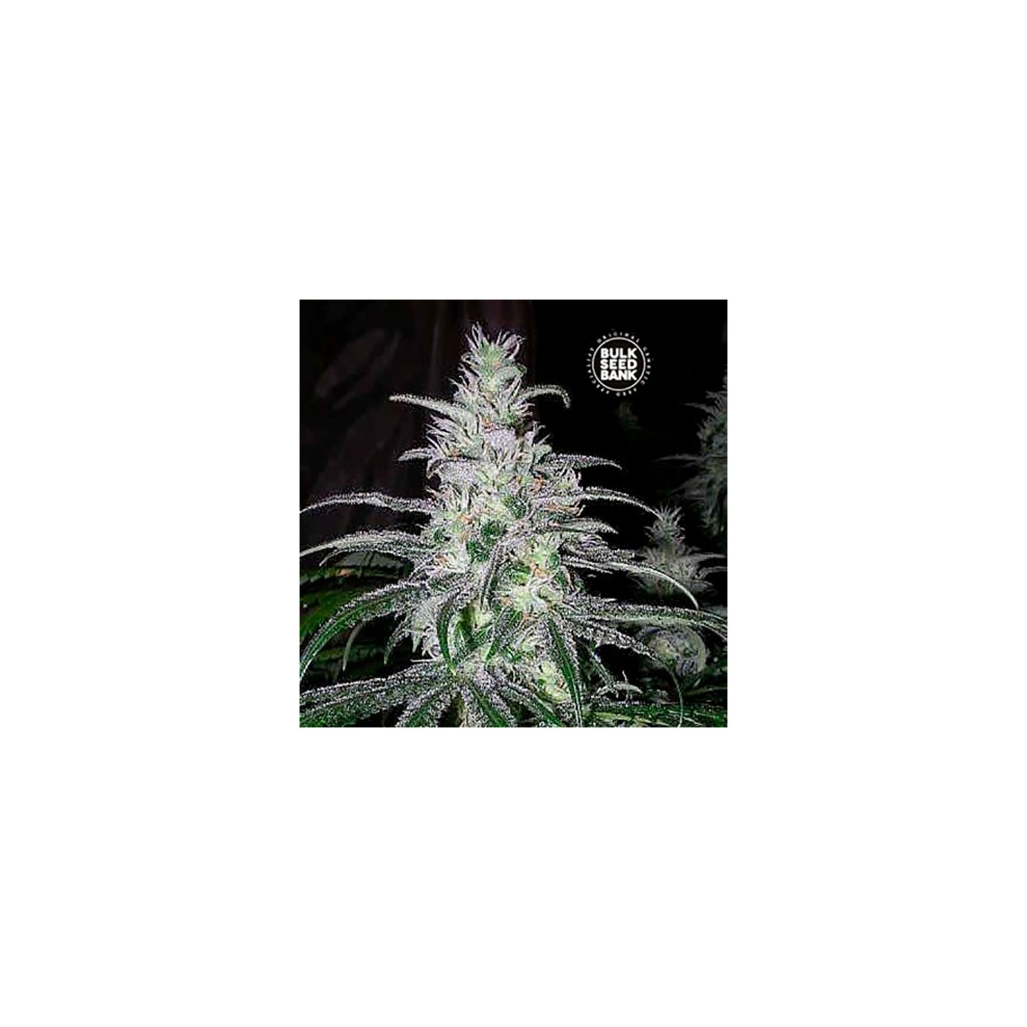 NBA Diesel Feminizada de Bulk Seeds Bank
