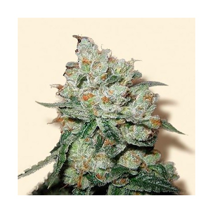 OG Kush Feminizada de Bulk Seeds Bank