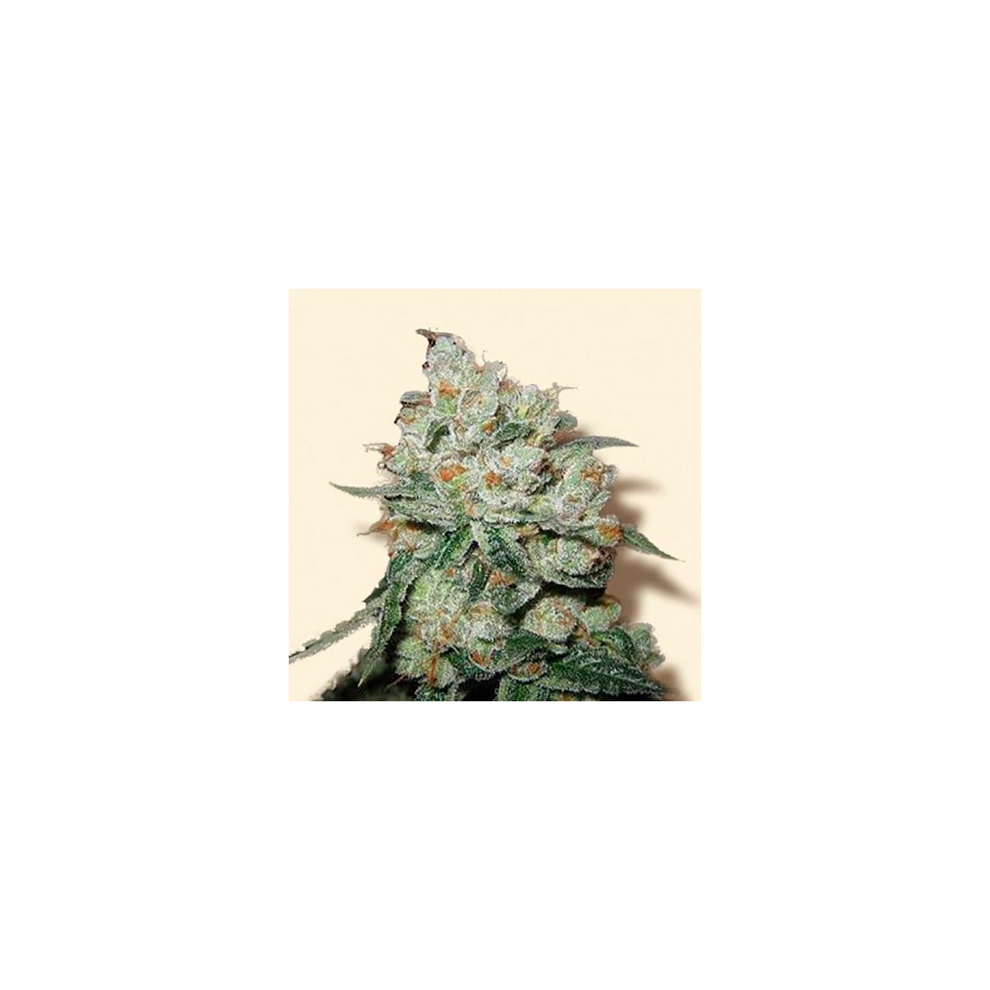 OG Kush Feminizada de Bulk Seeds Bank
