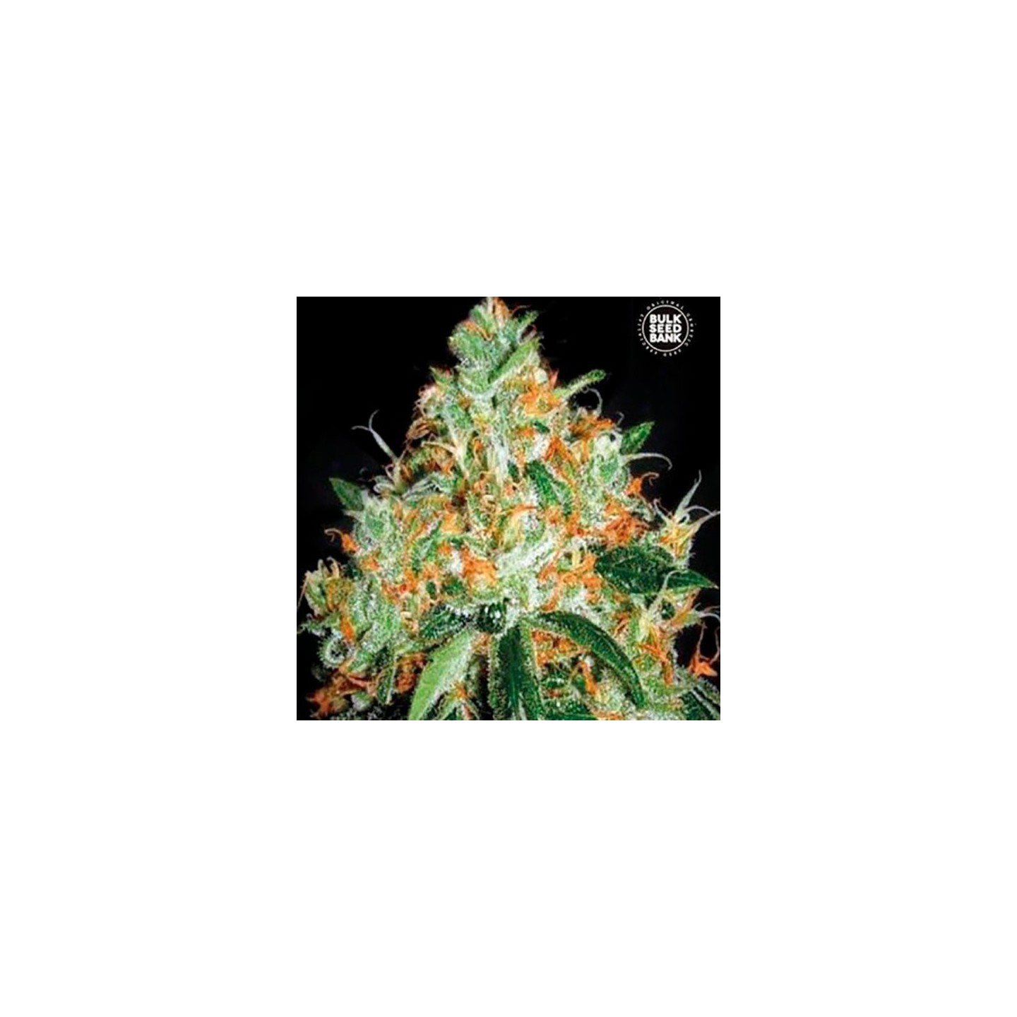 Original Orange Bud Feminizada de Bulk Seeds Bank