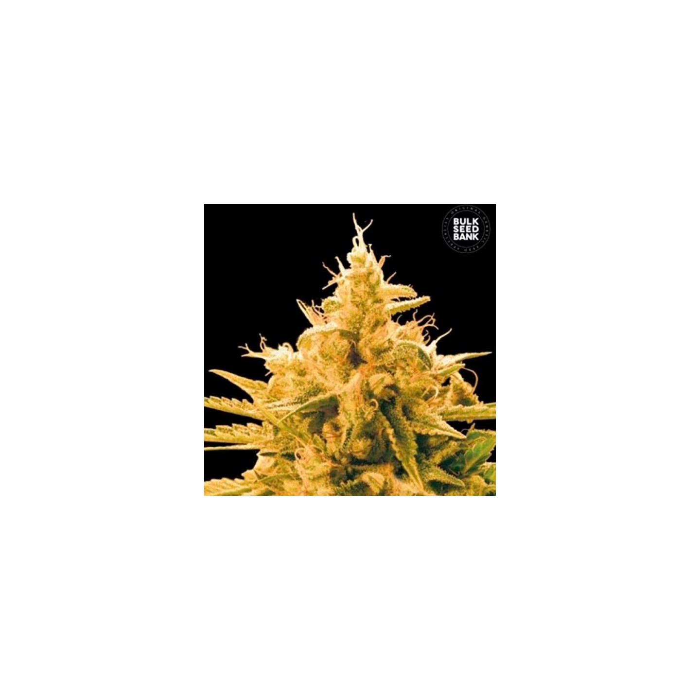 Ananas Funk Feminizada de Bulk Seeds Bank