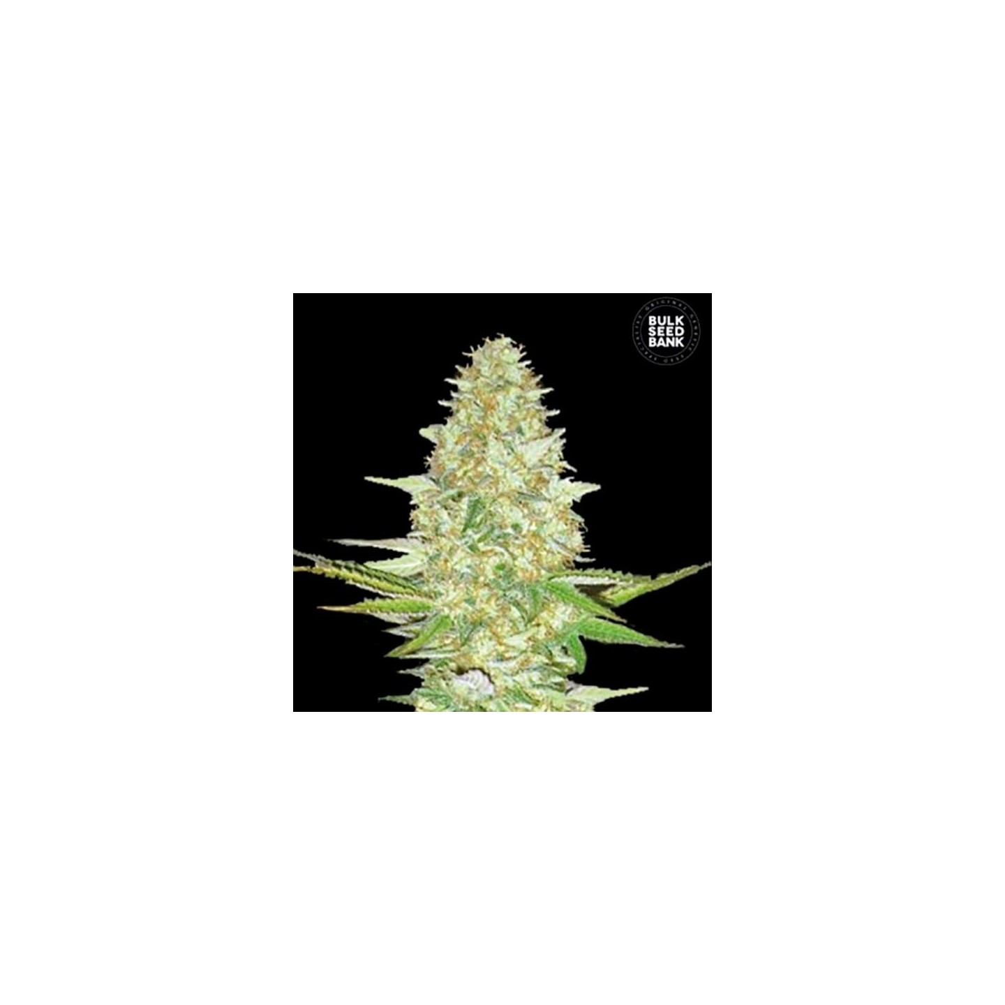 Power Plant Feminizada de Bulk Seeds Bank