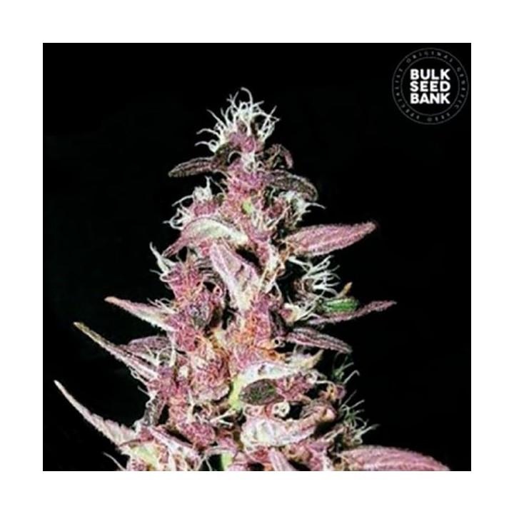 Purple Glam Kush Feminizada de Bulk Seeds Bank