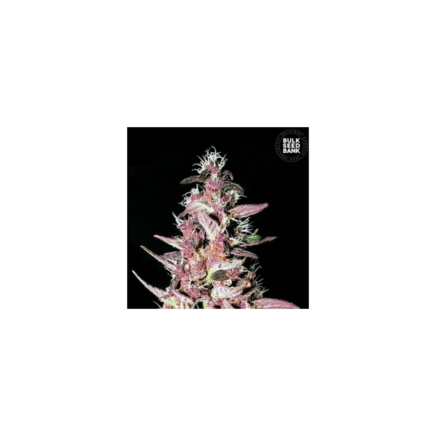 Purple Glam Kush Feminizada de Bulk Seeds Bank