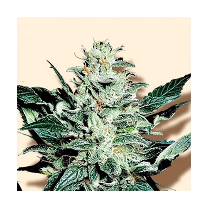Sensible Star Feminizada de Bulk Seeds Bank