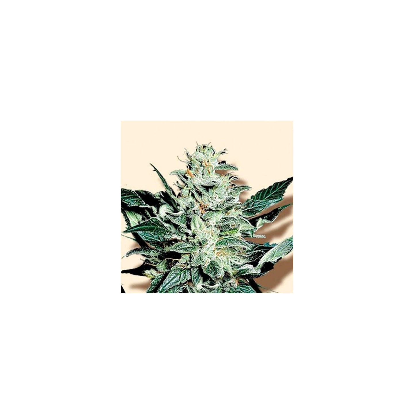Sensible Star Feminizada de Bulk Seeds Bank