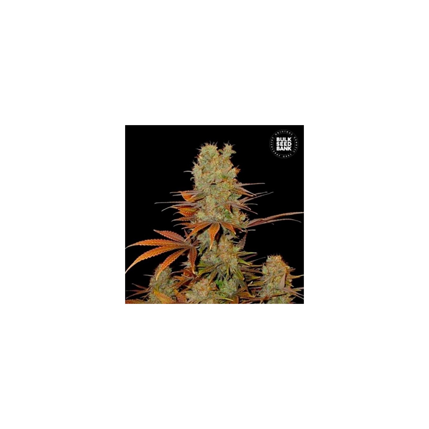 Sunmango Feminizada de Bulk Seeds Bank
