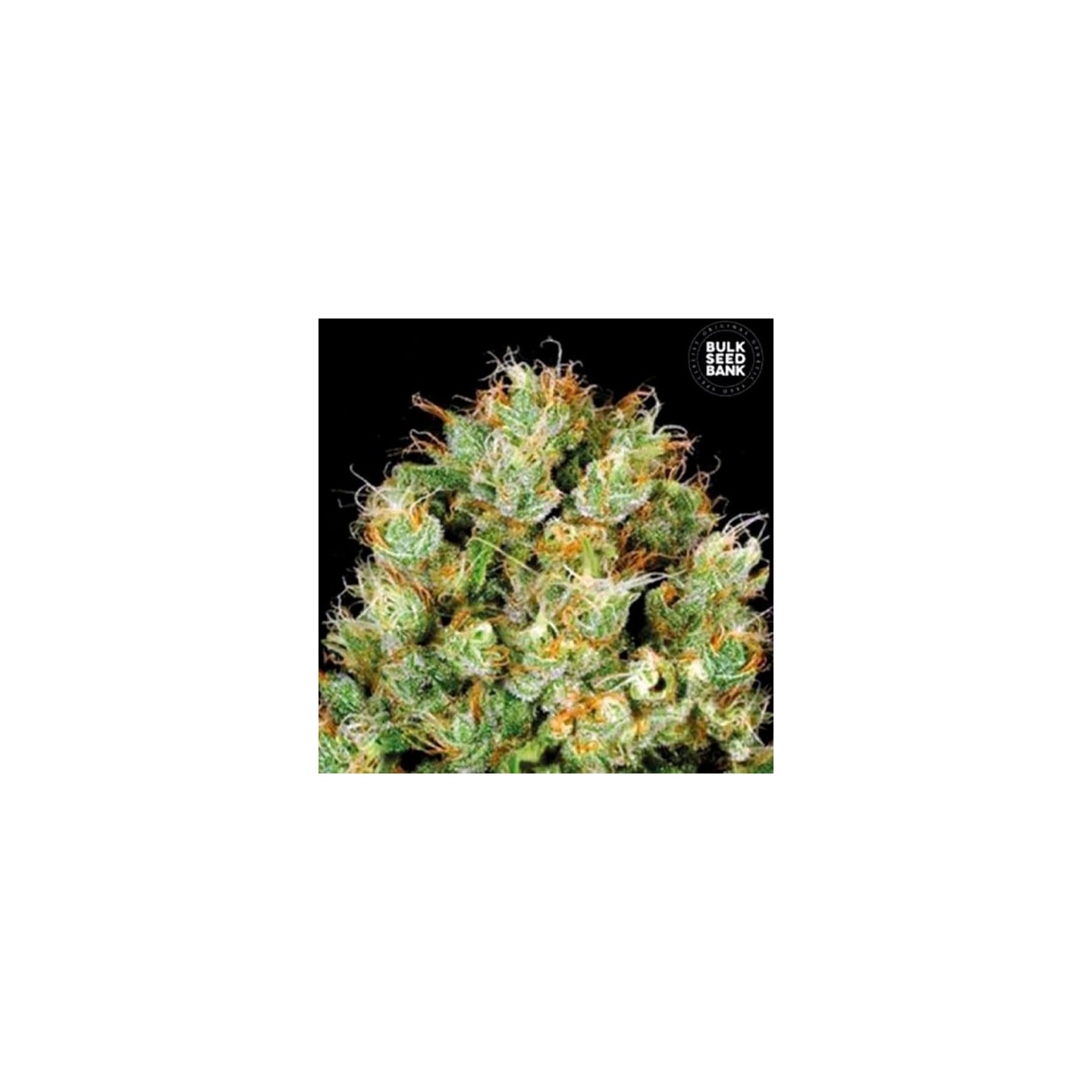 Sour Diesel Feminizada de Bulk Seeds Bank