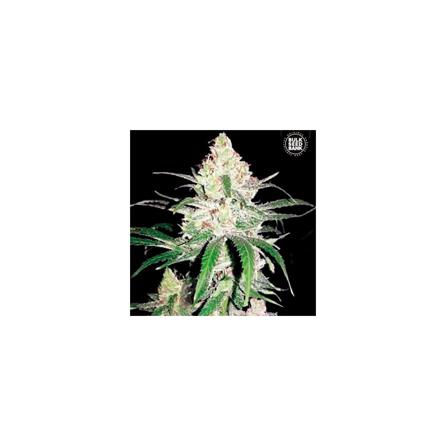 Special Lime Haze Feminizada de Bulk Seeds Bank