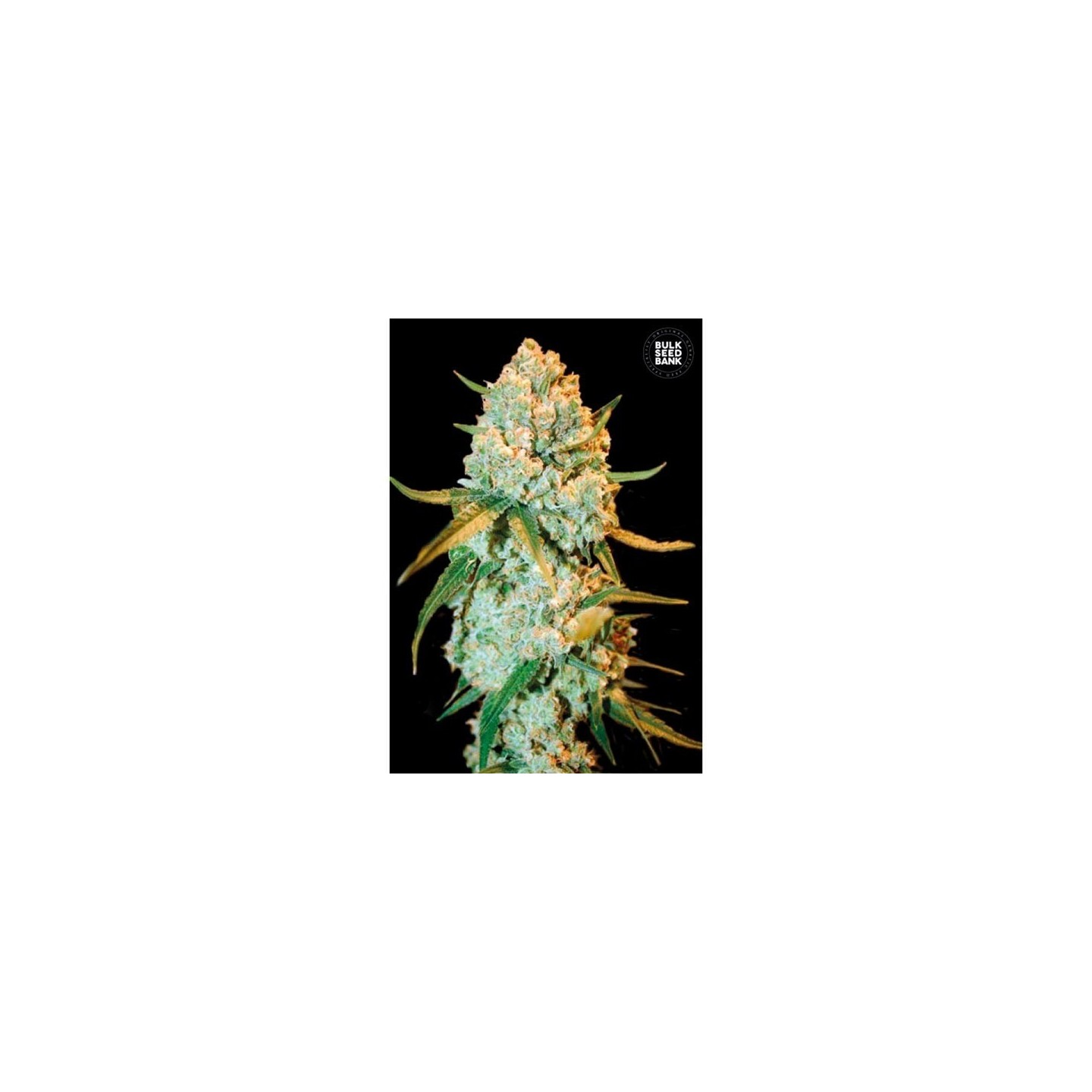 Special Crystal Haze Feminizada de Bulk Seeds Bank