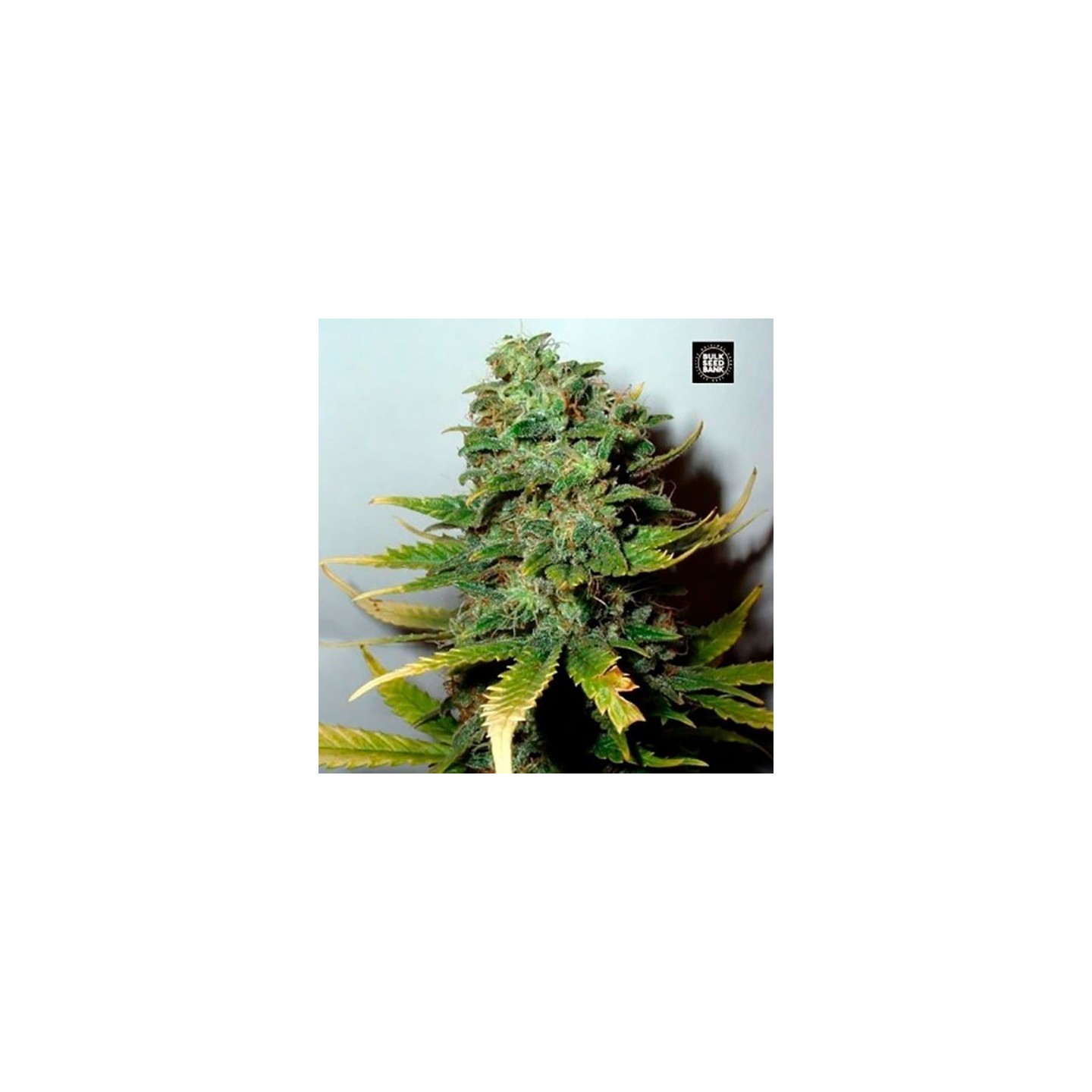 Special Skunk Feminizada de Bulk Seeds Bank