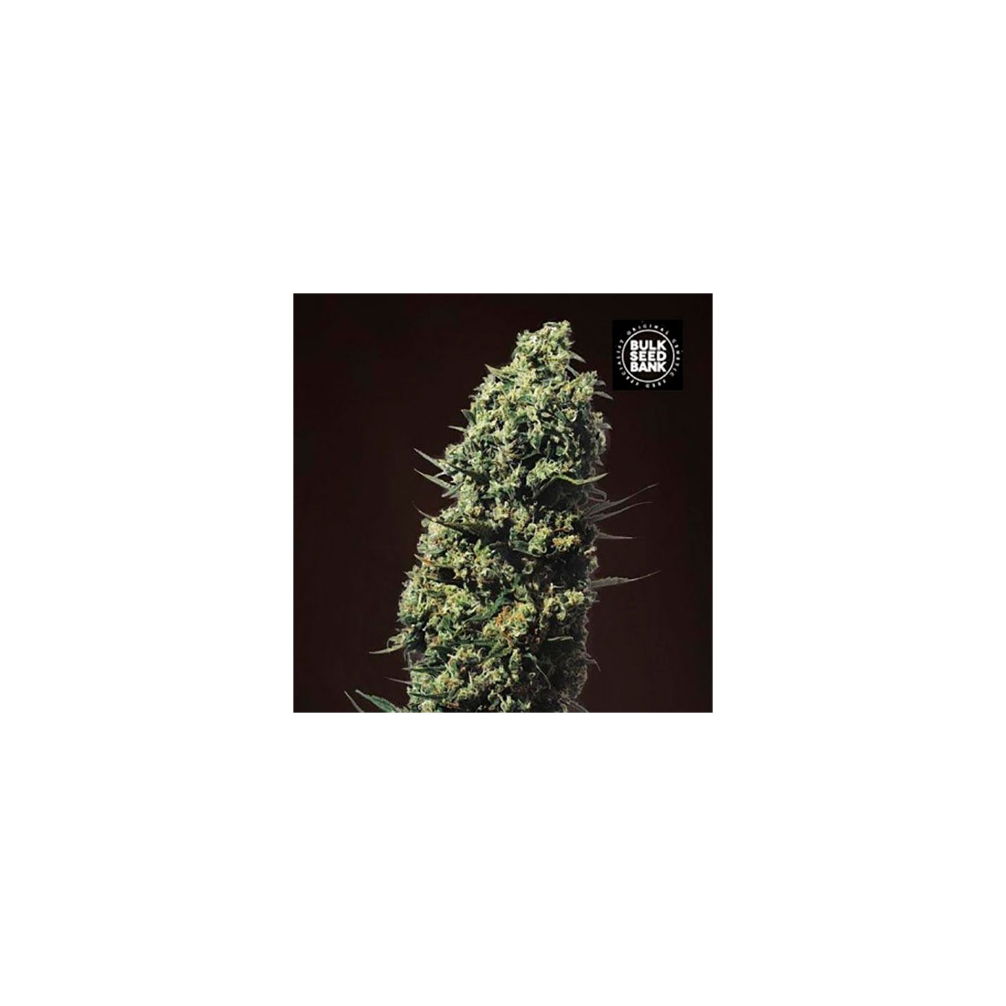 The Unlimited Feminizada de Bulk Seeds Bank
