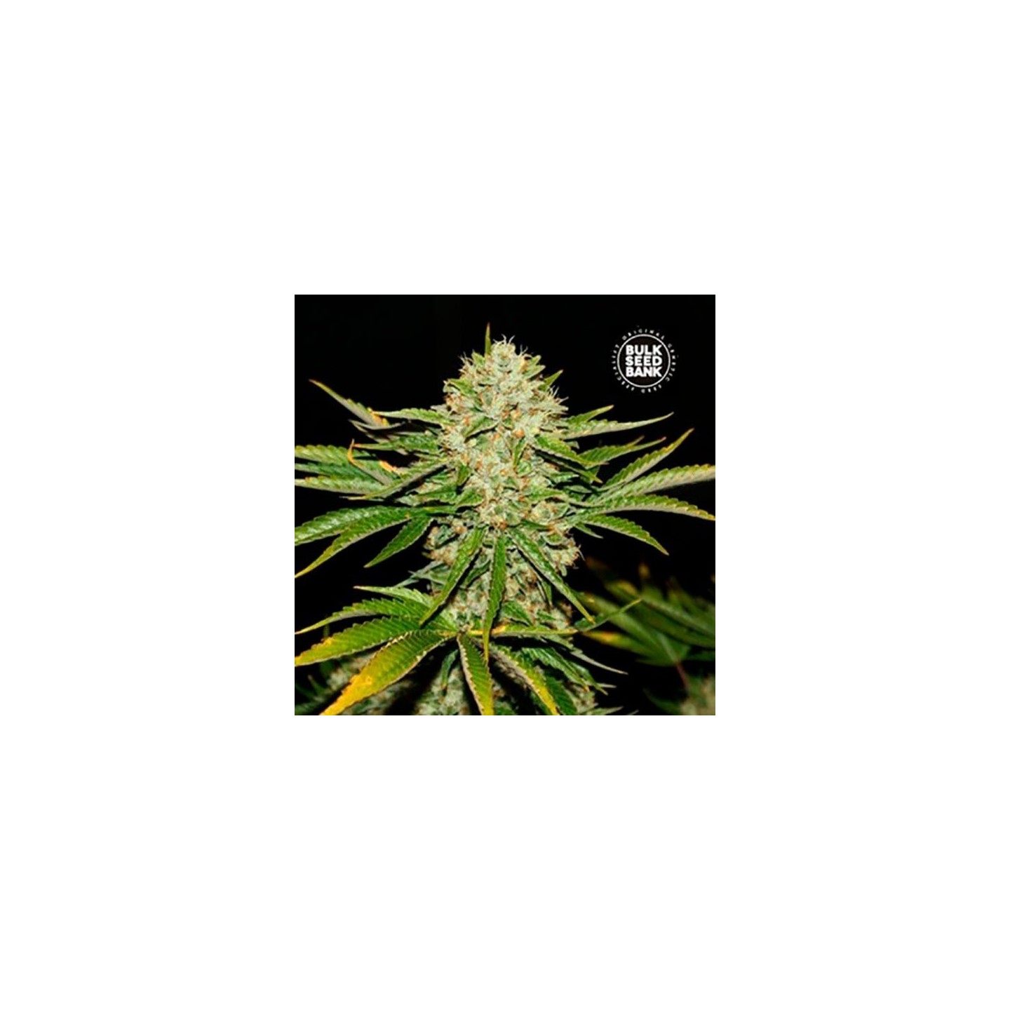 Locomotive Feminizada de Bulk Seeds Bank