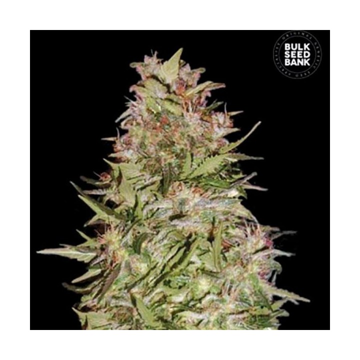 White Prussian Feminizada de Bulk Seeds Bank