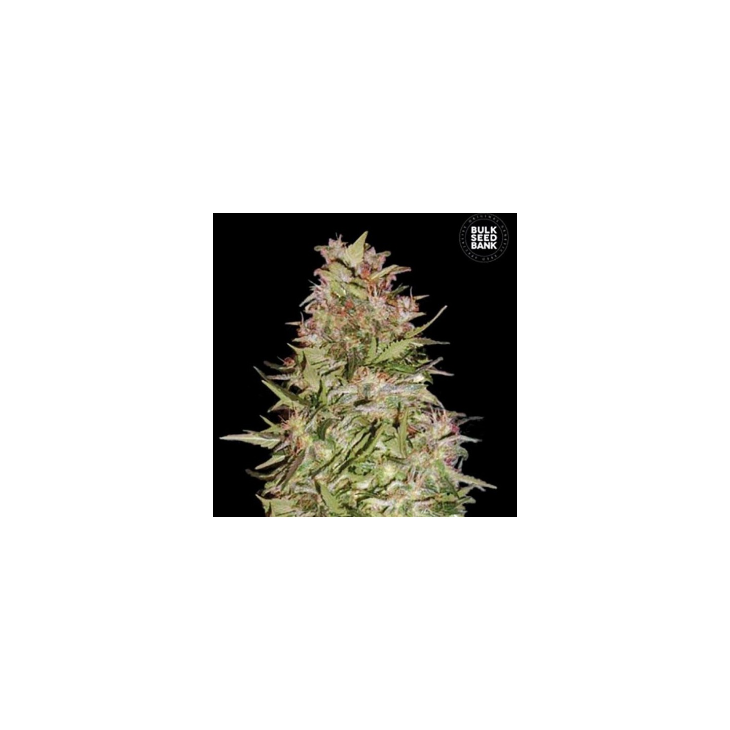 White Prussian Feminizada de Bulk Seeds Bank