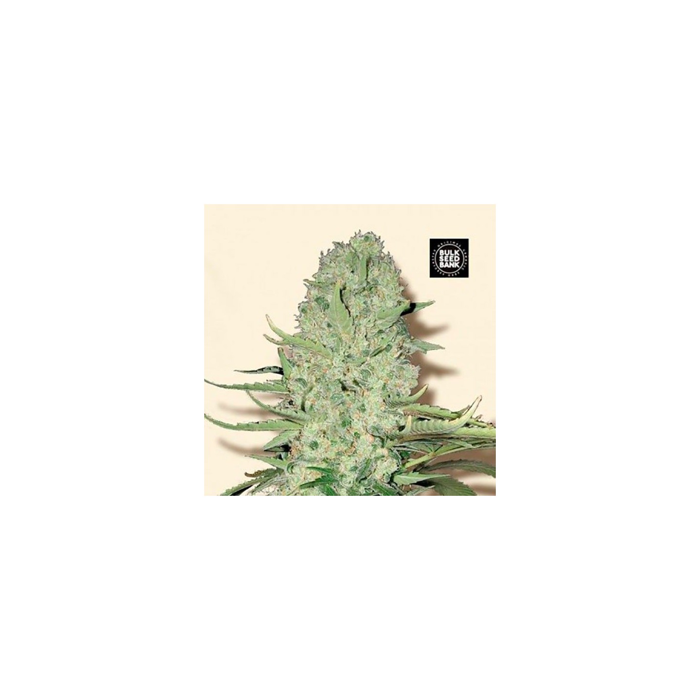 White Widow Feminizada de Bulk Seeds Bank
