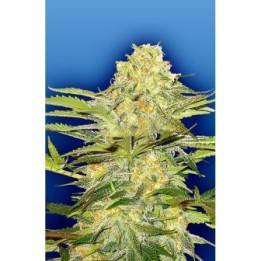 Arctic Sun Regular de The Flying Dutchmen