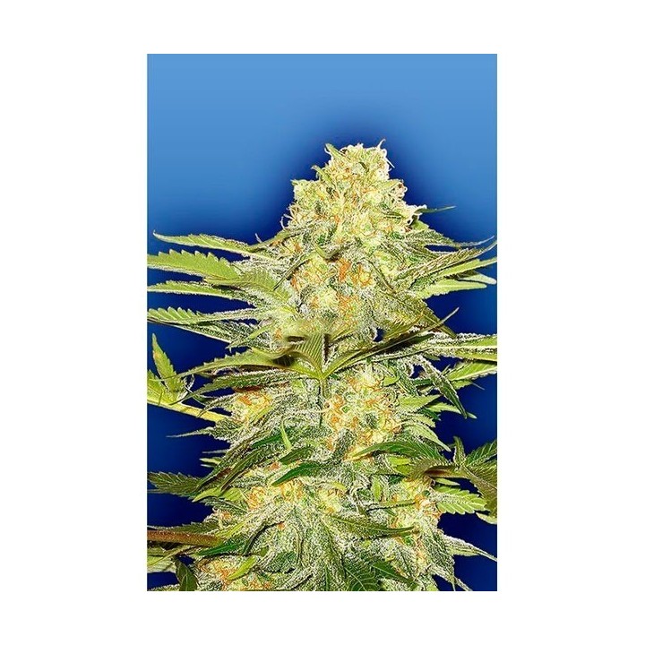 Arctic Sun Regular de The Flying Dutchmen