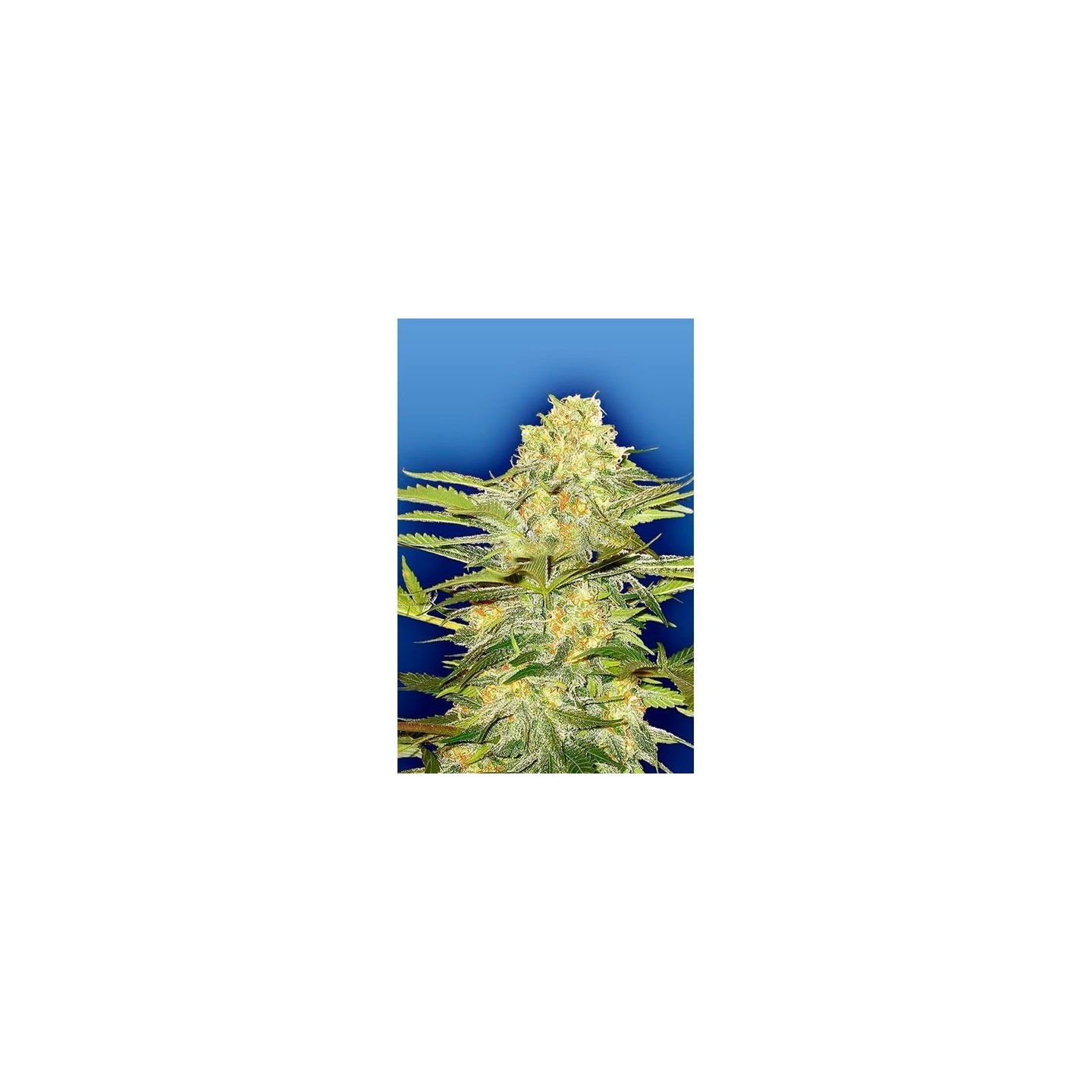 Arctic Sun Regular de The Flying Dutchmen