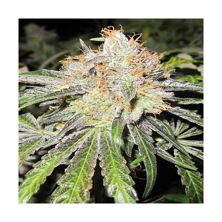 Deep Neville Regular de Medical Seeds