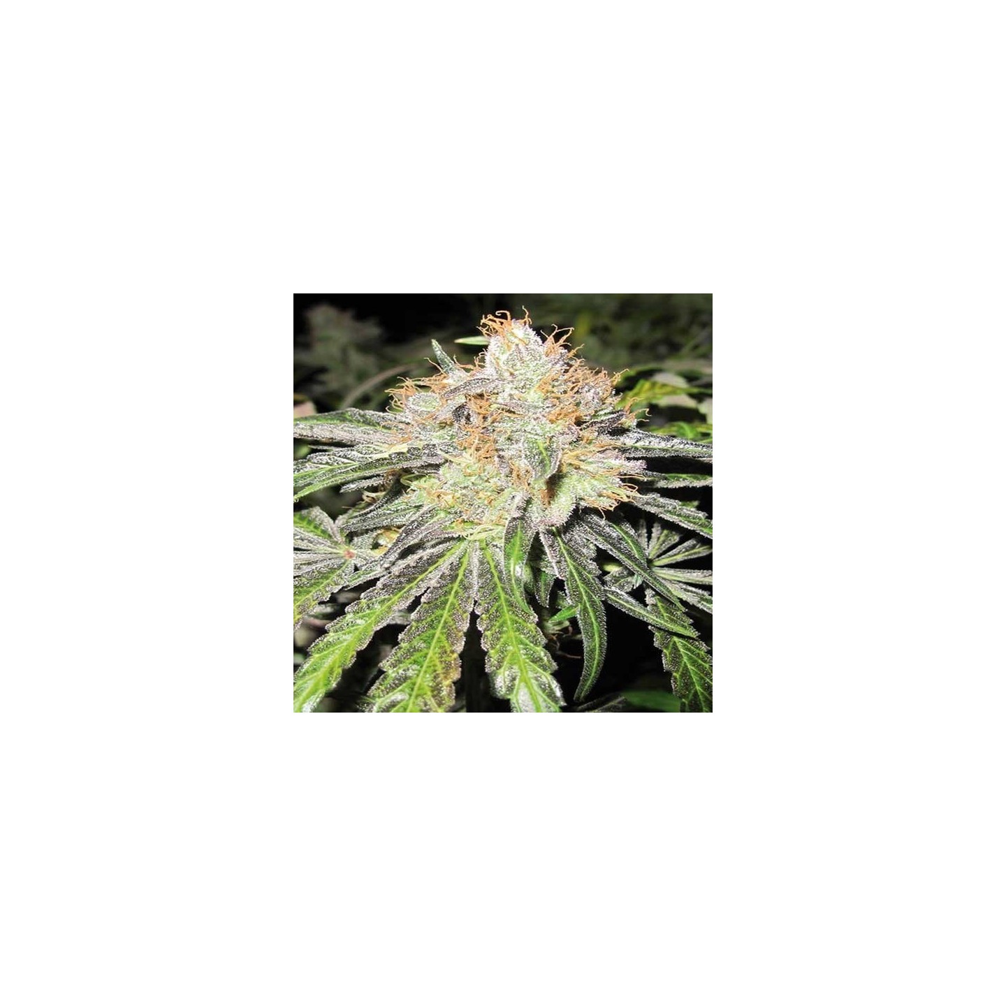 Deep Neville Regular de Medical Seeds